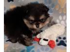 Pomeranian PUPPY FOR SALE ADN-777720 - AKC Mila