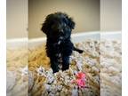 Aussiedoodle PUPPY FOR SALE ADN-777721 - Aussiedoodle girl