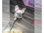 French Bulldog PUPPY FOR SALE ADN-777726 - Male 10 wk old AKC