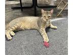Adopt Mayberry a Abyssinian, Tabby