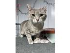 Adopt Misty a Dilute Calico