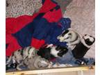 Shetland Sheepdog PUPPY FOR SALE ADN-777731 - Shetland Sheepdogs for sale