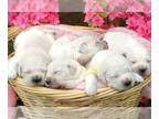 English Cream Golden Retriever PUPPY FOR SALE ADN-777732 - Spring Litter