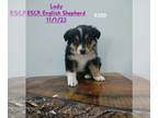 English Shepherd PUPPY FOR SALE ADN-777734 - English Shepherd