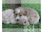 Goldendoodle-Poodle (Standard) Mix PUPPY FOR SALE ADN-777738 - Goldendoodle f1b