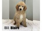 Poodle (Standard) PUPPY FOR SALE ADN-777742 - Standard Poodle puppy for sale