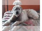 Irish Wolfhound-Scottish Deerhound Mix PUPPY FOR SALE ADN-777743 - Irish