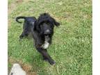 Adopt T611 a Labradoodle