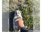 Miniature Australian Shepherd PUPPY FOR SALE ADN-777744 - Mini Aussie puppies