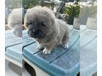 Chow Chow PUPPY FOR SALE ADN-777747 - Purebred Chow Chow Blue male puppy