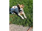 Adopt Penny a Jack Russell Terrier, Beagle