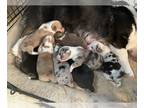 American Corgi PUPPY FOR SALE ADN-777756 - Beautiful Corgi Pups