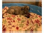 Irish Wolfhound PUPPY FOR SALE ADN-777758 - Irish Wolfhound