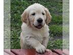 Golden Retriever PUPPY FOR SALE ADN-777761 - Wendys litter