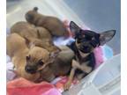 Chihuahua PUPPY FOR SALE ADN-777762 - Adorable chihuahua