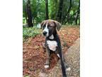 Adopt MIMI a Plott Hound