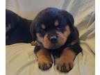 Rottweiler PUPPY FOR SALE ADN-777770 - Beautiful Female Rottweiler