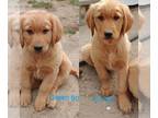 Golden Retriever PUPPY FOR SALE ADN-777782 - AKC Golden Retriever Puppies READY