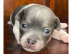 Rat Terrier PUPPY FOR SALE ADN-777789 - Female Rat Terrier puppy