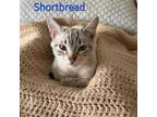 Adopt Shortbread a Siamese