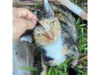 Adopt Jolene a Domestic Short Hair