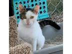 Adopt Playful a Domestic Short Hair