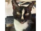 Adopt Beatrice a Domestic Short Hair