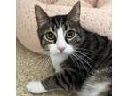 Adopt Bear a Domestic Short Hair