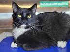 Adopt Sox a Domestic Medium Hair