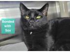 Adopt Cosmo a Domestic Short Hair