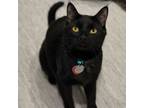 Adopt Franky a Domestic Short Hair