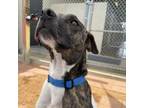 Adopt T-Bone a Jack Russell Terrier, Pit Bull Terrier