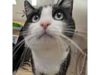 Adopt Jan a Domestic Short Hair