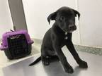 Adopt Theo a Labrador Retriever