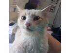 Adopt Sheriff Tuna a Domestic Medium Hair