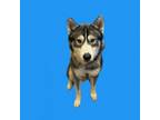 Adopt Hero a Husky