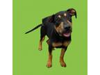 Adopt TUSC-Stray-tu1129 a Hound, Bull Terrier