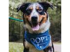 Adopt Sawyer a Australian Shepherd