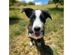 Adopt Kevin a Border Collie