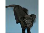 Adopt Greg a Labrador Retriever