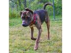 Adopt Tywin a Mixed Breed