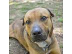 Adopt George a Mixed Breed