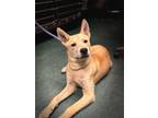 Adopt Foxxy a Mixed Breed