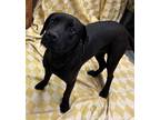 Adopt Albert a Black Labrador Retriever