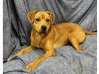 Adopt Biggs a Labrador Retriever