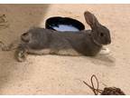 Adopt Sweet Pea a Bunny Rabbit