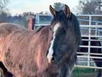 LOLA - Filly/Grulla/Mustang - Young/Project