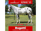 Bugattiâ 3 Yr old 15.2hh Black and White Leopard ApHC Gelding!