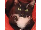 Adopt Boots a Domestic Medium Hair