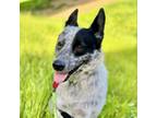 Adopt RIVER RUN a Australian Cattle Dog / Blue Heeler